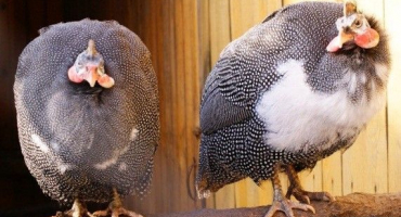 Pěstování perliček od nuly: kde začít?